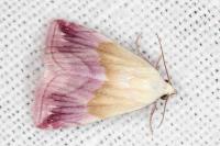 Eublemma purpurina