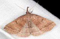 Polypogon plumigeralis
