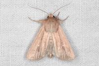 Mythimna congrua