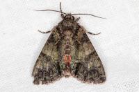 Polyphaenis sericata