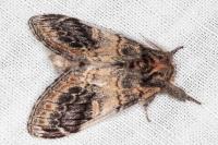 Notodonta tritophus