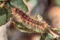 Lymantria dispar