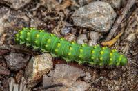 Saturnia pavonia/pavoniella
