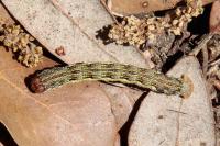 Erannis defoliaria
