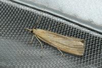 Pediasia luteella