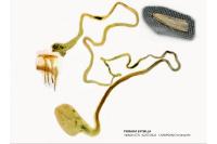 Pediasia luteella