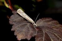 Agriphila geniculea