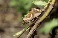 Macdunnoughia confusa