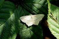 Timandra comae