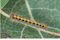 Lasiocampa quercus quercus