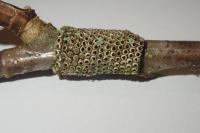 Malacosoma neustria
