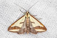 Ephelis pudicalis
