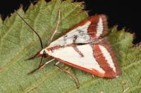 Ephelis pudicalis