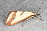 Ephelis pudicalis