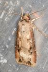 Agrotis ipsilon