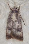 Agrotis trux