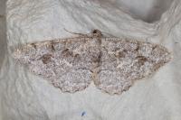 Alcis repandata