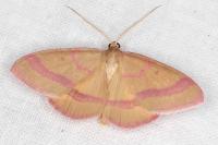 Rhodostrophia calabra