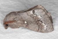 Dendrolimus pini pini
