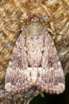 Amphipyra pyramidea/Amphipyra berbera