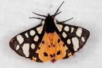 Arctia villica