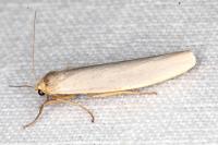 Eilema caniola