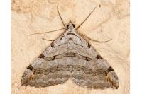 Aplocera efformata/plagiata