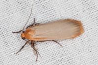 Katha depressa