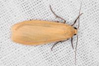 Wittia sororcula