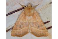 Atethmia centrago