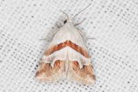 Eublemma candidana