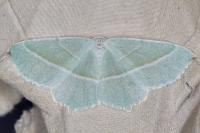 Campaea margaritaria