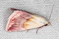 Eublemma purpurina