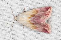 Eublemma purpurina