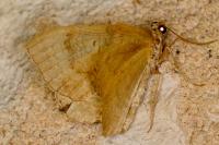 Camptogramma bilineata
