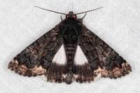 Catephia alchymista