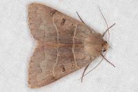 Minucia lunaris