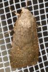 Caradrina clavipalpis