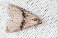 Zebeeba falsalis