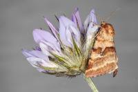 Synthymia fixa
