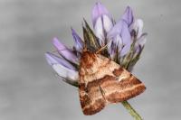 Synthymia fixa