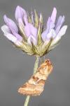 Synthymia fixa