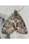 Chloroclysta siterata