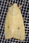 Cirrhia icteritia