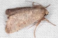 Hoplodrina ambigua/blanda