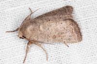 Hoplodrina ambigua/blanda