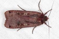 Noctua pronuba