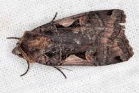 Xestia c-nigrum