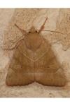 Cosmia trapezina
