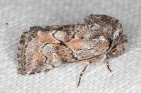 Cleonymia yvanii